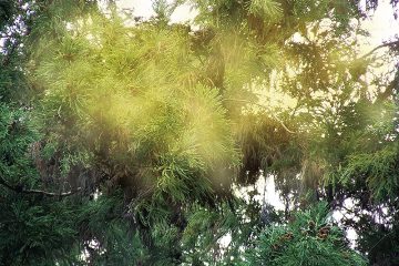 和田筋整復院-花粉