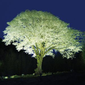 絵画　月光桜 大月町の月光桜 - 1回目 - ほぼ満開 - 2024年3月29日 | SOU
