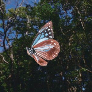 おおつき植物めぐり ～照葉樹林のふるさとアサギマダラ舞う秋の大堂海岸を歩く～