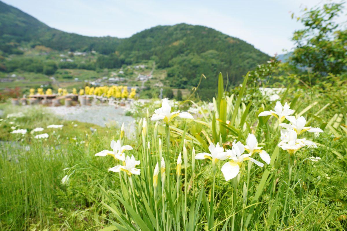 草花