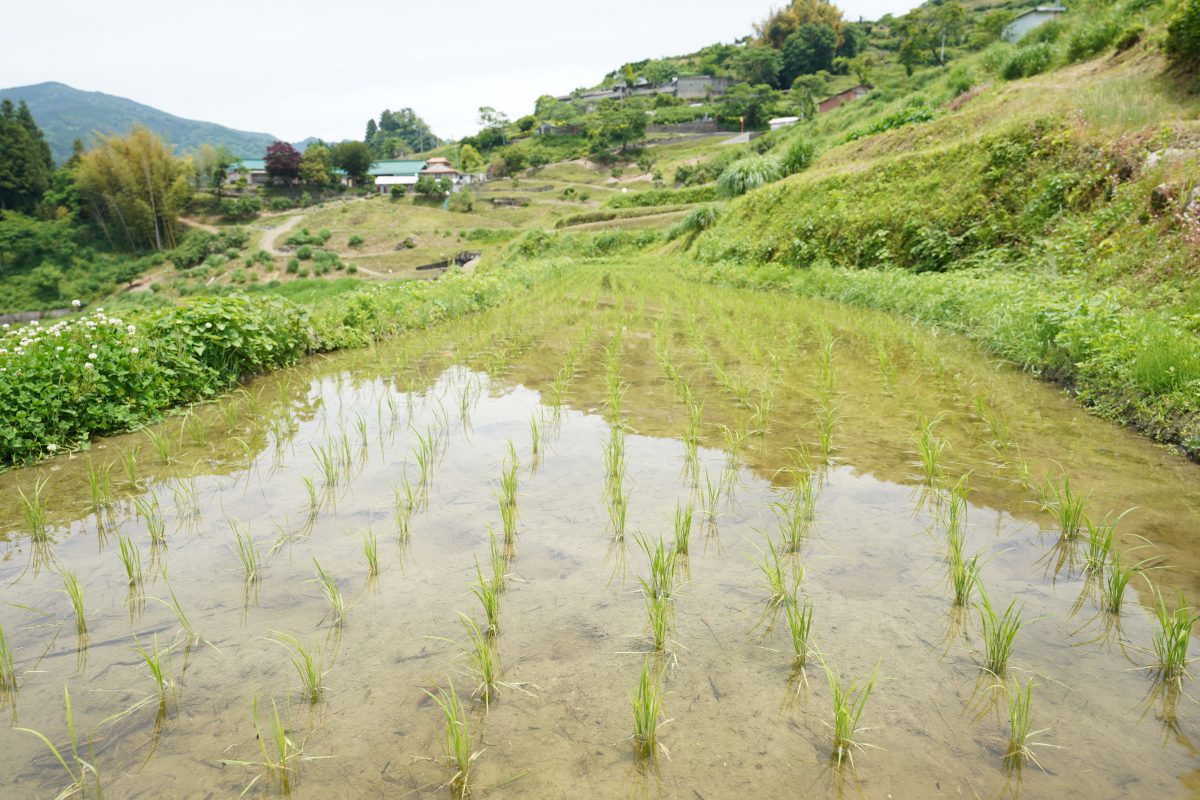 田んぼ