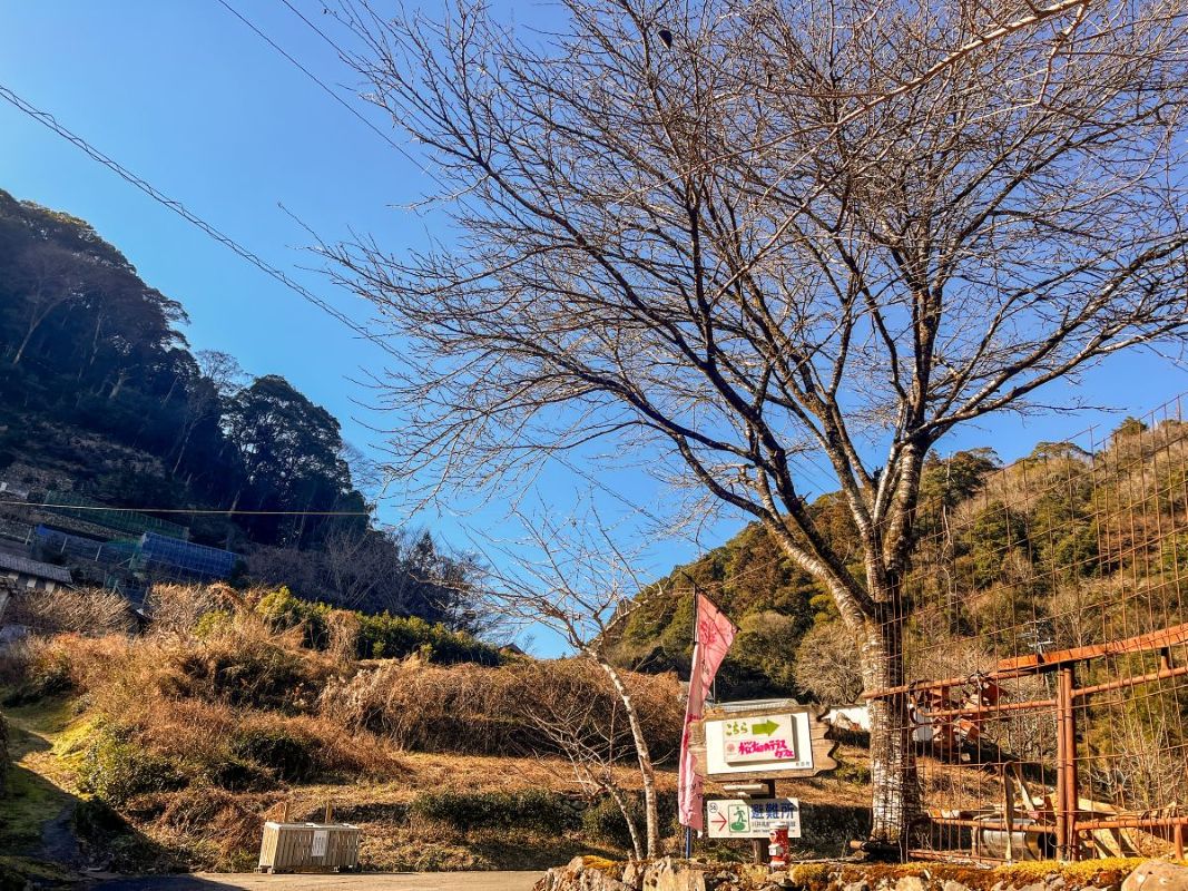 桜畑のテラスカフェ