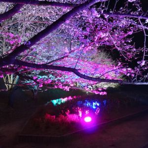 夜桜 DSC06501-300x300.jpg