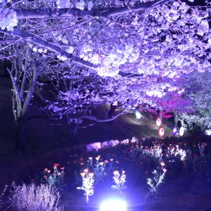 2000本の夜桜と和傘のコラボレーション「げいせい桜まつり」開催 