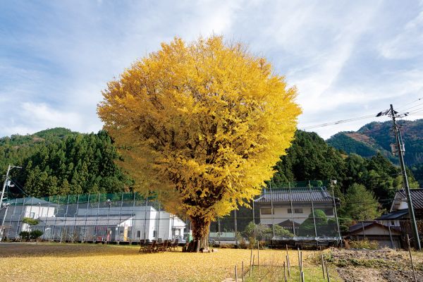 集落活動センター「奥四万十の郷」のシンボル的存在の大きなイチョウの木
